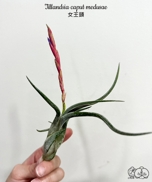 美品‼️ T.sucrei 選抜 銀葉種 赤花 美琪園藝Miki Orchid - 批發專區